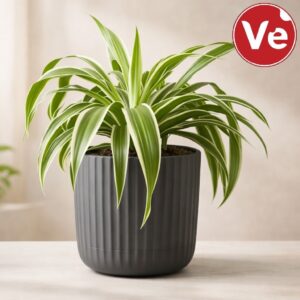 Chlorophytum (Spider Plant) — პრემიუმ კომპოზიცია