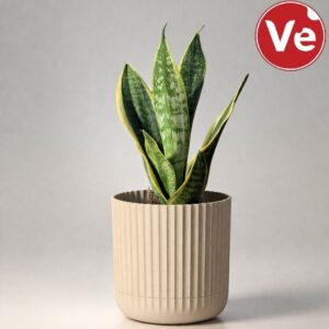 Sansevieria (Snake Plant) — პრემიუმ კომპოზიცია