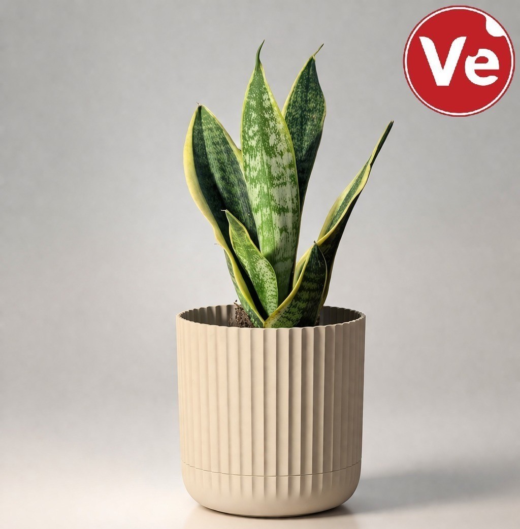 Sansevieria (Snake Plant) — პრემიუმ კომპოზიცია